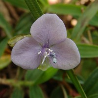 Murdannia simplex (Vahl) Brenan